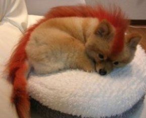 Hund mit rotem Irokesenschnitt