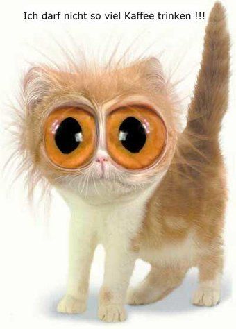 Lustige Katze mit riesigen Augen