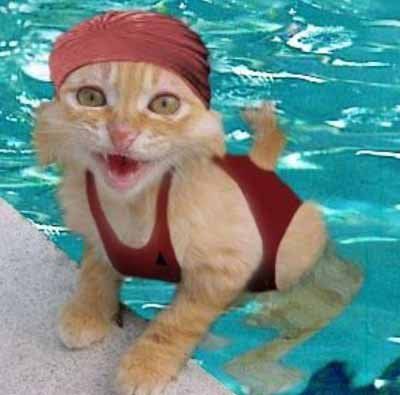 Katze im Badeanzug im Pool