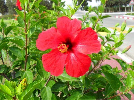Rote Blüte einer schönen Blume