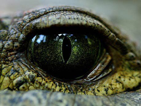 Das Auge eines Krokodils