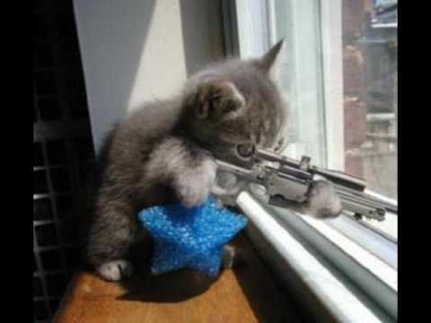 Katze mit Scharfschützengewehr