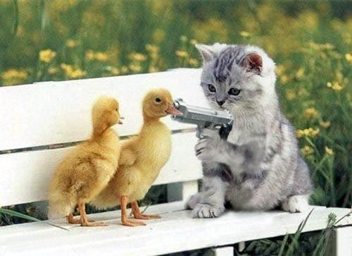 Katze bedroht zwei Enten mit Pistole