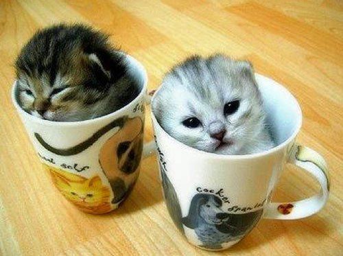 Zwei Katzenbabys sitzen in Tassen