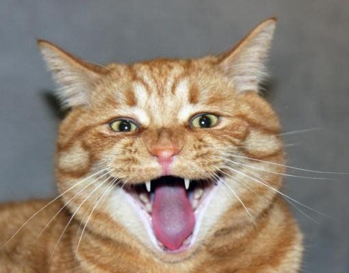 Lustige Katze streckt die Zunge raus und zeigt die Zähne