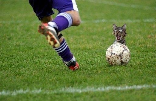 Katze versteckt sich hinter Fussball