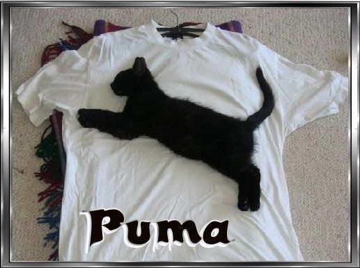 Schwarze Katze auf weißem Shirt sieht aus wie Puma Logo