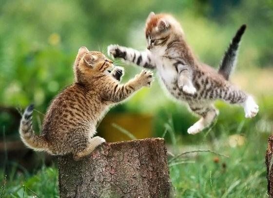 Zwei Katzenbabys kämpfen