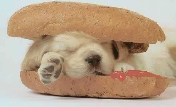 Hot Dog mit echtem Hund
