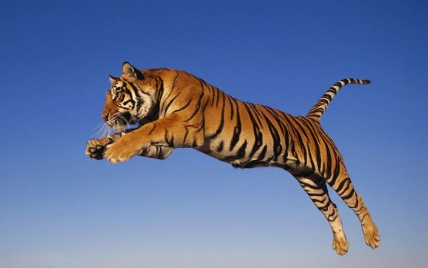 Tiger im Sprung