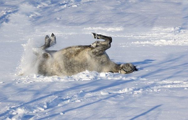 Pferd wälzt sich im Schnee und hat Spaß dabei