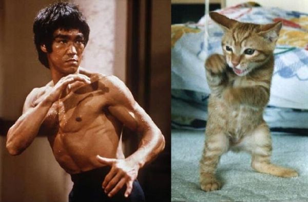 Bruce Lee kämpft gegen Katze