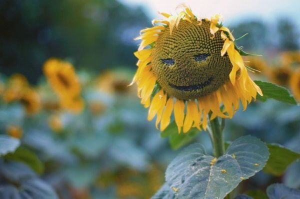 Sonnenblume mit Gesicht