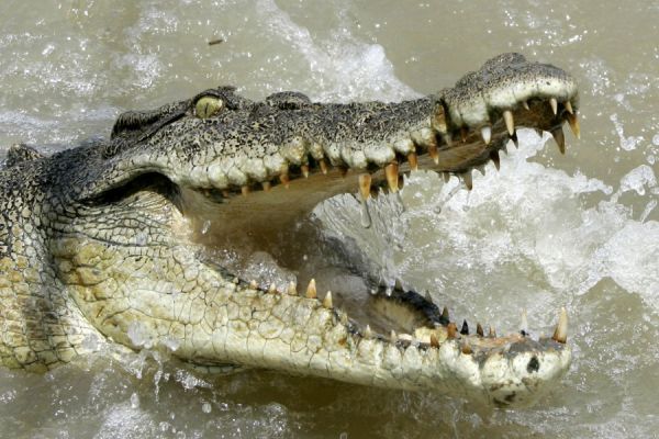 Krokodil schießt aus dem Wasser