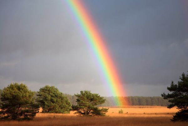 Regenbogen über dem Kornfeld