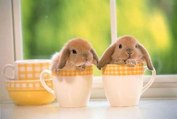 Zwei süße Kaninchen sitzen in Kaffeetassen