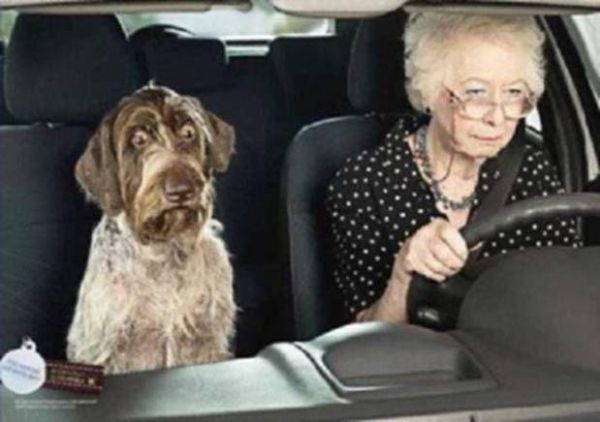 Hund hat Angst vor Omas Fahrstil