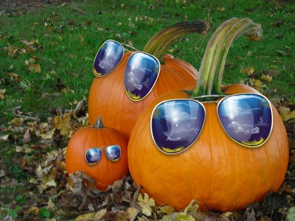 Die lustige Kürbisfamilie mit Sonnenbrille