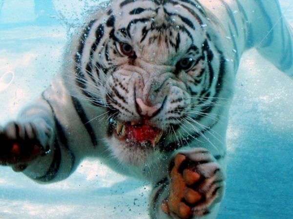 Weißer Tiger unterwasser