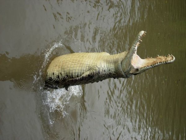 Krokodil springt mit aufgerissenem Maul aus dem Wasser