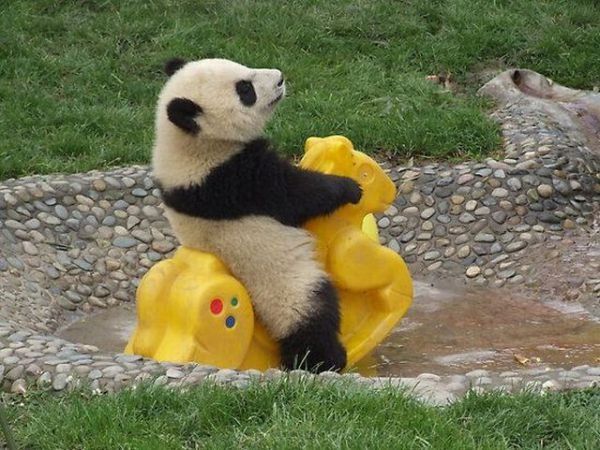Panda reitet auf Spielzeugpferd
