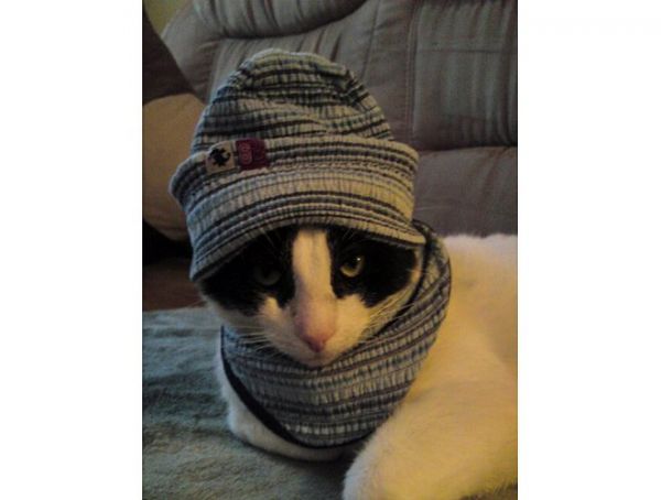 Katze trägt Mütze und Schal